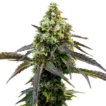 Cafe Racer cannabis plant with dense green buds, dark slender leaves, and frosty trichomes