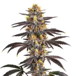 Gelato cannabis plant with frosty purple buds, bright yellow pistils, and dark green leaves