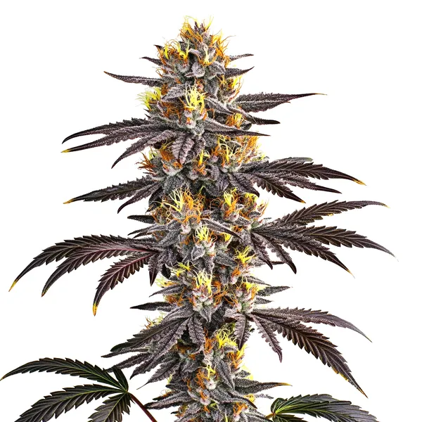 Gelato cannabis plant with frosty purple buds, bright yellow pistils, and dark green leaves