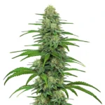 The Gorilla Glue 4 cannabis plant with dense buds and lush green leaves.