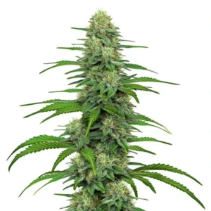 The Gorilla Glue 4 cannabis plant with dense buds and lush green leaves.