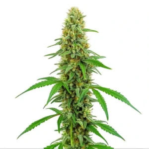 A cannabis plant of the Green Crack strain, showcasing tall and densely packed buds with green leaves and orange pistils.