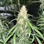 Strongest Autoflower Strains Top
