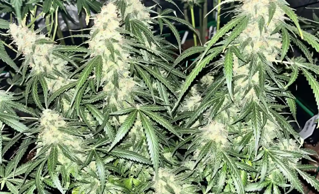 Strongest Autoflower Strains