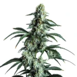 The Sour Diesel cannabis plant with frosty buds and sharp green leaves.