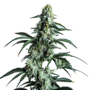 The Sour Diesel cannabis plant with frosty buds and sharp green leaves.