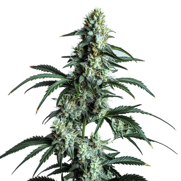 The Sour Diesel cannabis plant with frosty buds and sharp green leaves.