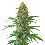 Tangie Auto cannabis plant with bright green buds, vibrant orange pistils, and lush green leaves