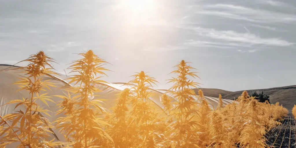 Hyper-realistic outdoor cannabis garden featuring an expansive field of golden-hued cannabis plants under a bright, hazy sky, with distant hills.