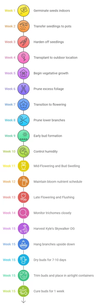 Growing Kyle's Skywalker OG outdoors in the UK. Scheme
