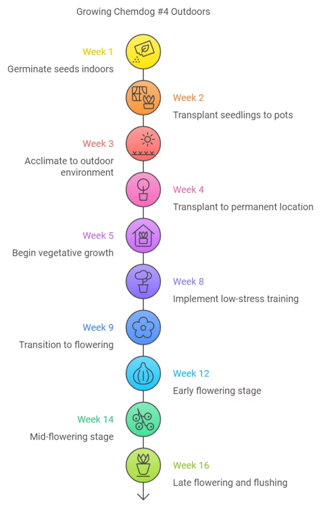 Growing Chemdog #4 Outdoors in South Africa. Scheme