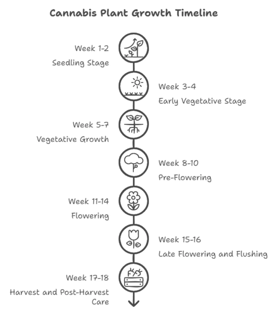Growing Mamba Negra CBG Outdoors Guide