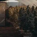 Hyper-realistic view inside a cannabis greenhouse with rows of plants illuminated by the setting sun through the translucent roof.