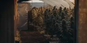 Hyper-realistic view inside a cannabis greenhouse with rows of plants illuminated by the setting sun through the translucent roof.