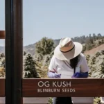 Hyper-realistic scene: person in a straw hat taking notes in an outdoor cannabis field, with "TIPS AND TRICKS" and "OG KUSH BLIMBURN SEEDS" signs.