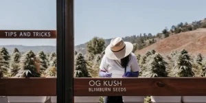Hyper-realistic scene: person in a straw hat taking notes in an outdoor cannabis field, with "TIPS AND TRICKS" and "OG KUSH BLIMBURN SEEDS" signs.