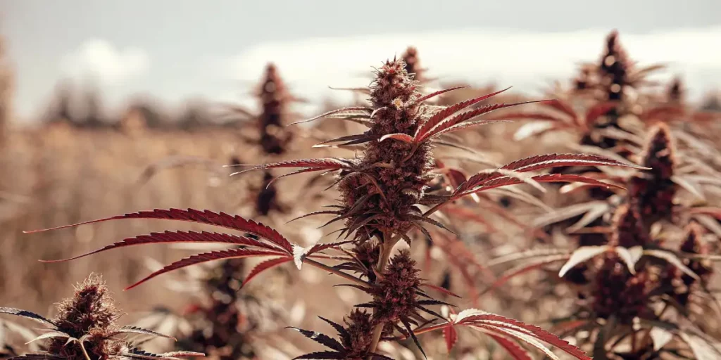 Cannabis plant with red-tinged leaves, growing in an autumn field with blurred background.