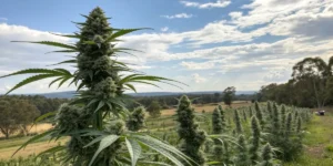 A Silver cannabis strain plant growing outdoors in a sunny field, surrounded by rows of similar plants, with a clear sky and trees in the background.