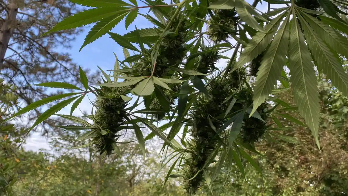 Growing Tijuana Cannabis Seeds in Canada