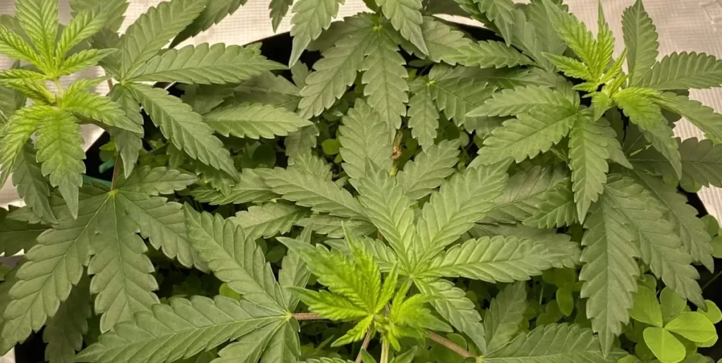 Growing Santa Muerte outdoors in South America