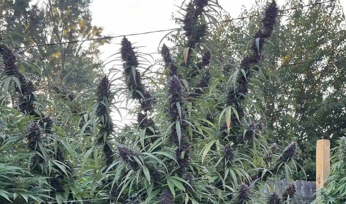 Tall outdoor cannabis plants with dark purple buds and green leaves against a blurred background of trees and sky.
