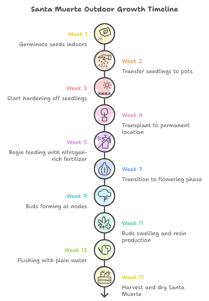 Growing Santa Muerte outdoors in South America. Scheme