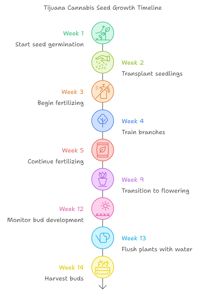 Growing Tijuana Cannabis Seeds in Canada. Scheme