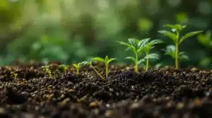 Young cannabis seedlings emerging from nutrient-rich soil with a blurred green background.