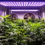 Cannabis plants growing under LED lights in a controlled indoor environment with ventilation.