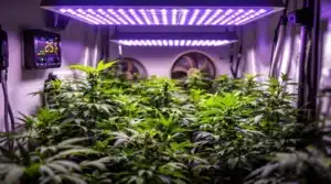 Cannabis plants growing under LED lights in a controlled indoor environment with ventilation.