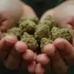 Girl Scout Cookies: Premium Cannabis Strain Known for Potency and Flavor.