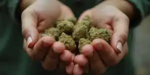 Girl Scout Cookies: Premium Cannabis Strain Known for Potency and Flavor.