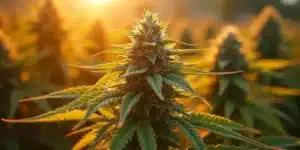 Gorilla G4: High-Potency Hybrid Cannabis Strain with Dense Trichomes.