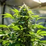 Sunlit cannabis plant in a grow tent with lush green leaves and developing buds.