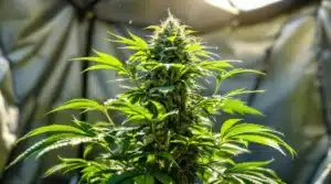 Sunlit cannabis plant in a grow tent with lush green leaves and developing buds.