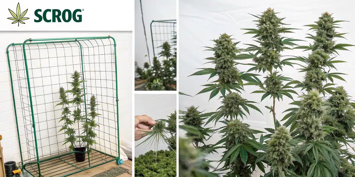 Step-by-step diagram showing how to SCROG cannabis plants. The illustration includes different growth stages: setting up the mesh, training branches under the screen, and the final flowering stage with dense buds. The style is clean and educational.