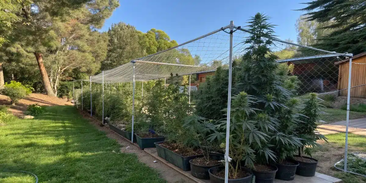An outdoor SCROG setup in a backyard garden. Cannabis plants are supported by a sturdy metal mesh, stretching horizontally for even light exposure. The background features a natural setting with sunlight filtering through, emphasizing healthy plant growth.
