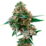 Sweet Tooth x Gorilla Glue