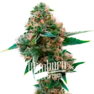 Sweet Tooth x Gorilla Glue