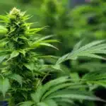 Macro shot of a cannabis flower covered in trichomes with surrounding green leaves.