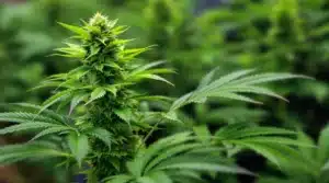 Macro shot of a cannabis flower covered in trichomes with surrounding green leaves.