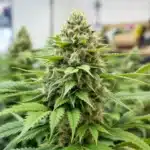 Young cannabis seedling in a pot under controlled indoor lighting.