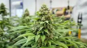 Young cannabis seedling in a pot under controlled indoor lighting.