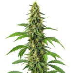 24k Gold Strain cannabis seeds with dense buds and golden trichomes, a premium hybrid from Blimburn Seeds