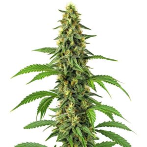 24k Gold Strain cannabis seeds with dense buds and golden trichomes, a premium hybrid from Blimburn Seeds