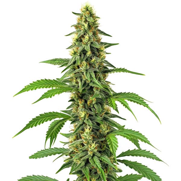 24k Gold Strain cannabis seeds with dense buds and golden trichomes, a premium hybrid from Blimburn Seeds