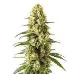 3 Kings cannabis bud featuring dense, frosty trichomes and vibrant green leaves.