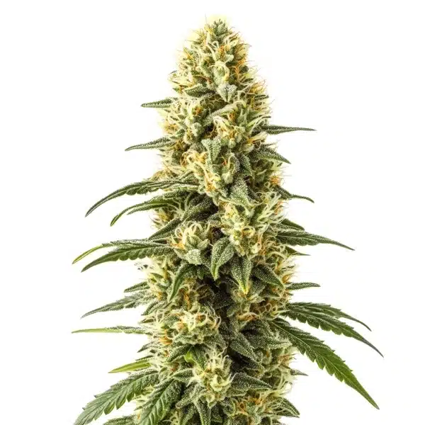 3 Kings cannabis bud featuring dense, frosty trichomes and vibrant green leaves.