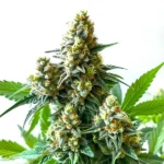 5 Alive cannabis strain with dense frosty buds and vibrant orange pistils.