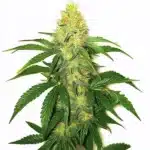 AK-47 cannabis buds sparkling with trichomes and orange hairs against green sugar leaves.